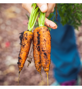 Carottes fane