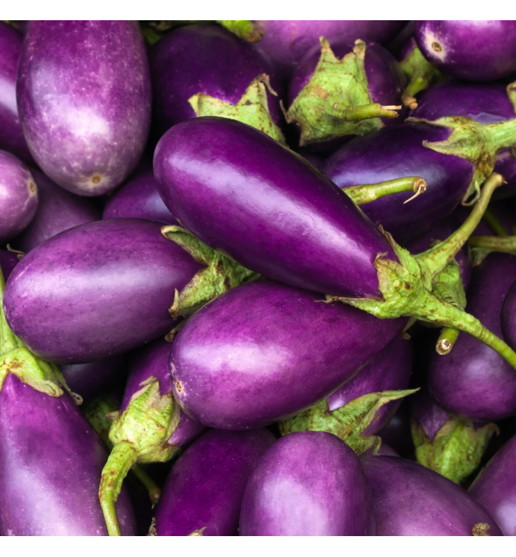 Aubergine de florence