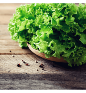 Salade Feuille de chêne