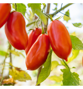 Tomate allongée